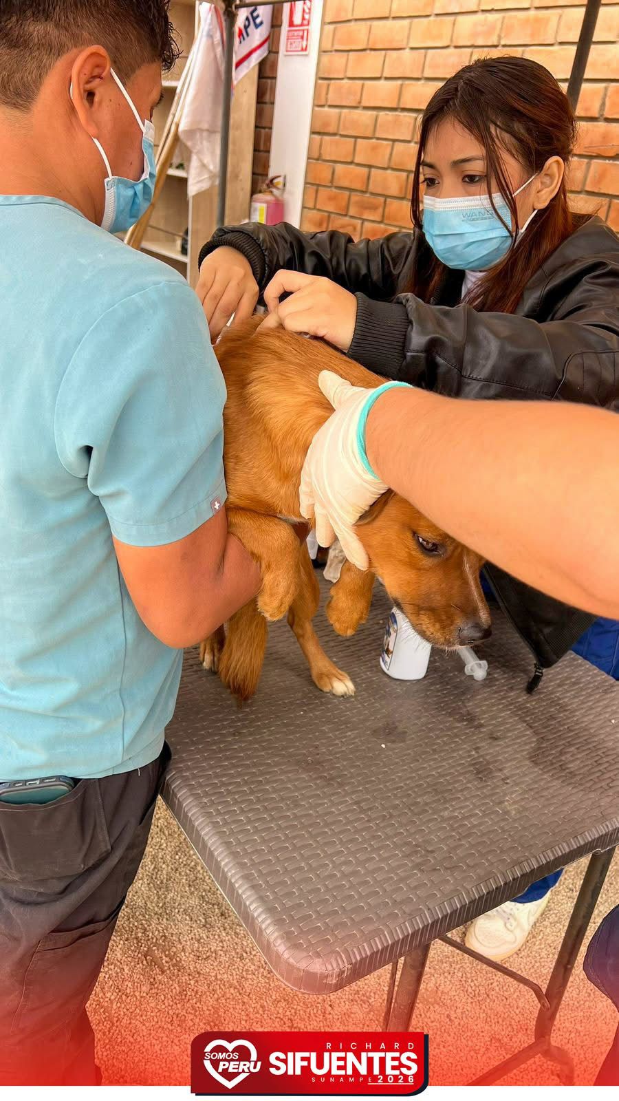 Atención veterinaria gratuita